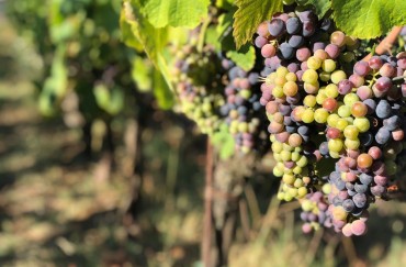The veraison