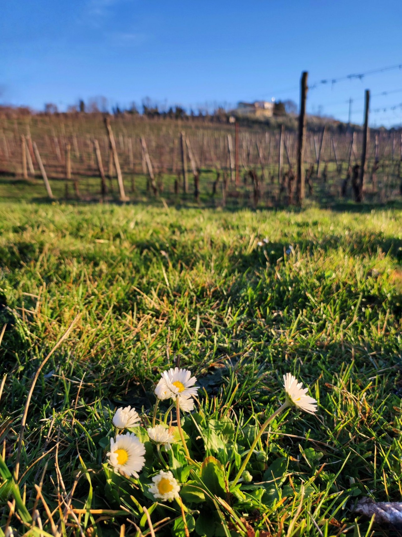 Early Signs of Spring in the Vineyard