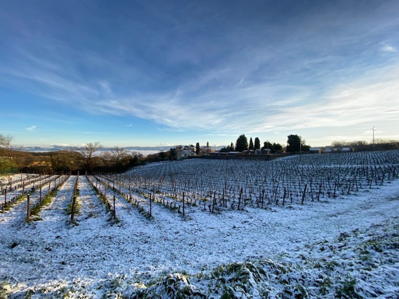 L’inverno in vigna