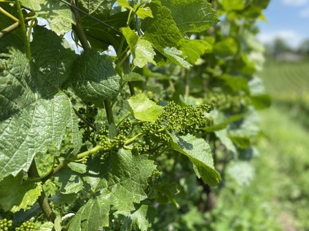 Fioritura nel vigneto