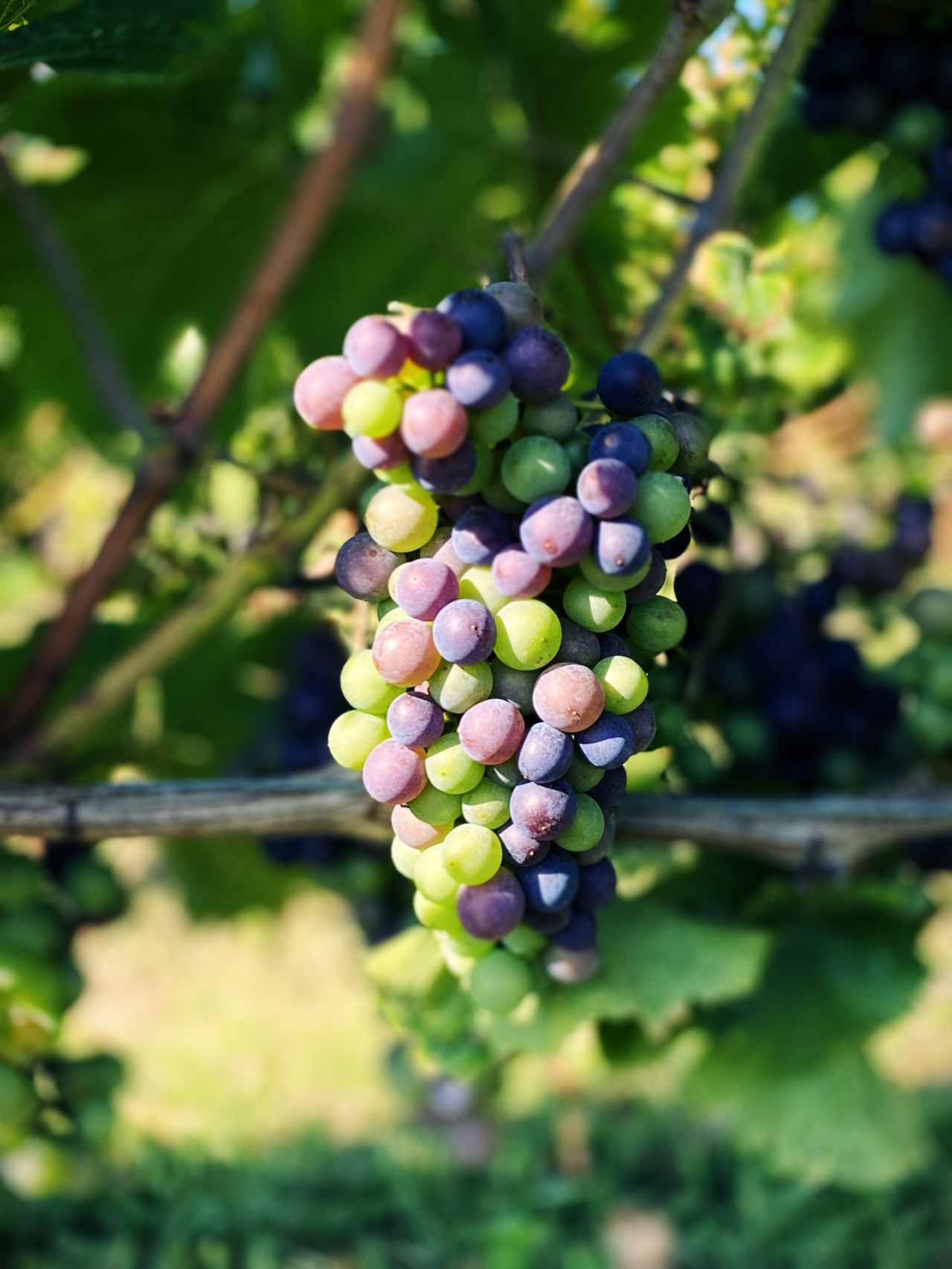 The Colors of Summe - Veraison 