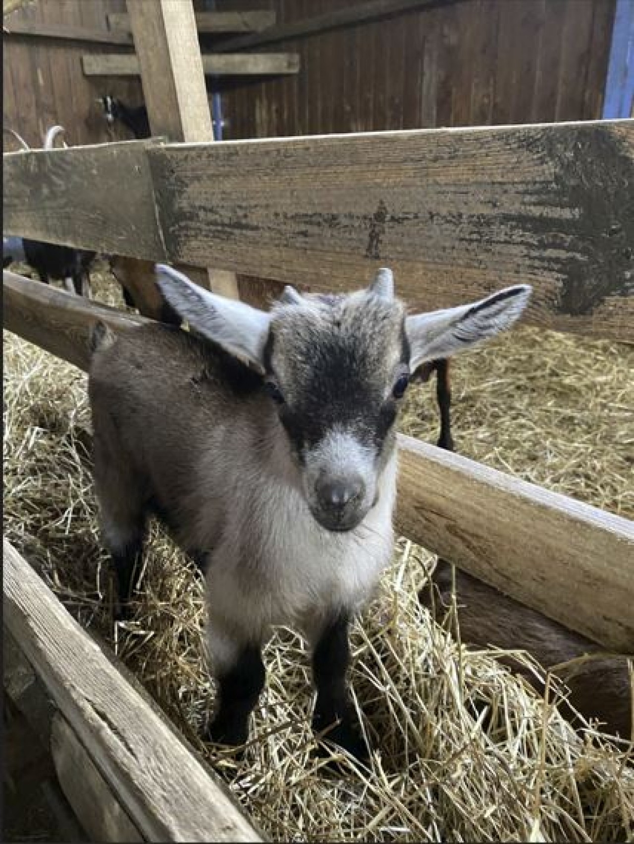News from Goat Farm