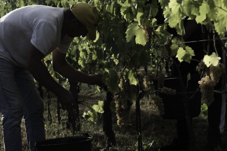Harvest at Madonna del Latte: A Labor of Love