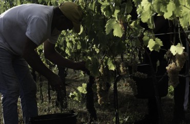 La Vendemmia a Madonna del Latte: Un Lavoro d'Amore
